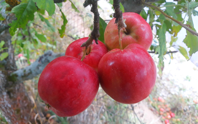 Šťavnaté jablká ako požehnania z nebies